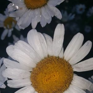 Meet your Posher, Isela